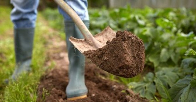 Manodopera agricoltura, Susin: "Nei campi chi prende reddito di cittadinanza"