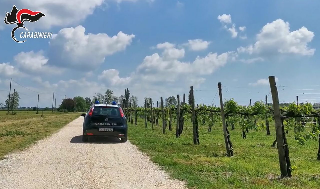 Caporalato Treviso, 4 arresti per sfruttamento nell’operazione “Vigneti Slegati” – VIDEO