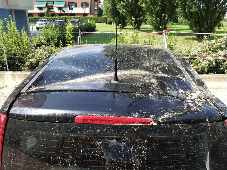 Albero sfonda l'auto di un residente ma il Comune non paga: "Colpa della natura..."