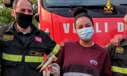 Fine lockdown, scappa anche Blacky pappagallo "fuggitivo": recuperato dai Vigili del fuoco