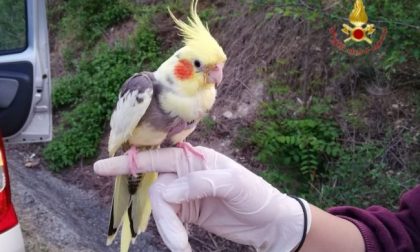 Fine lockdown, scappa anche Blacky pappagallo "fuggitivo": recuperato dai Vigili del fuoco
