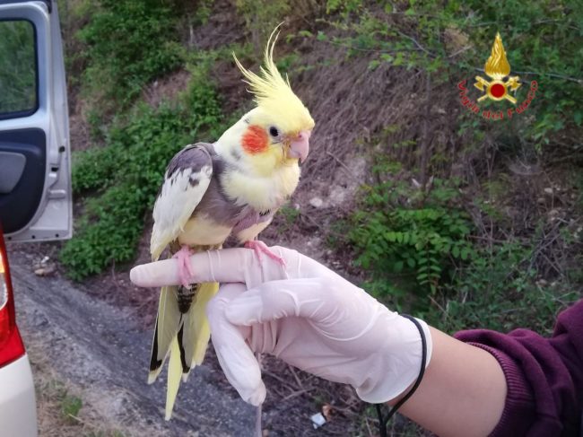 Fine lockdown, scappa anche Blacky pappagallo “fuggitivo”: recuperato dai Vigili del fuoco
