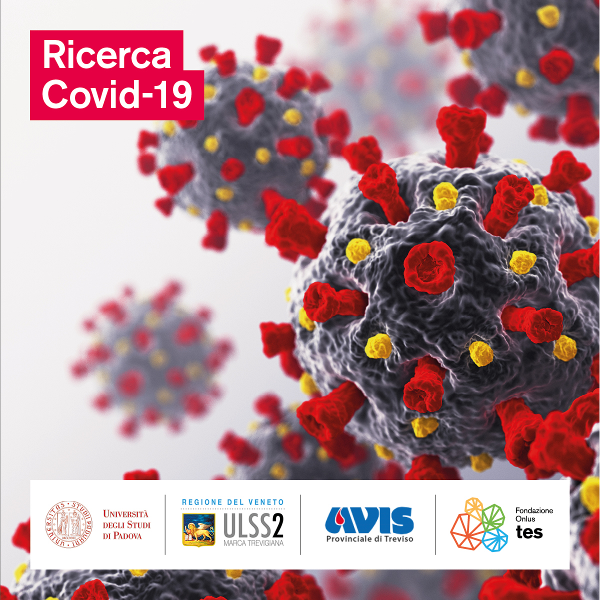Covid-19 e sistema immunitario: innovativa ricerca sostenuta dall'Avis provinciale di Treviso