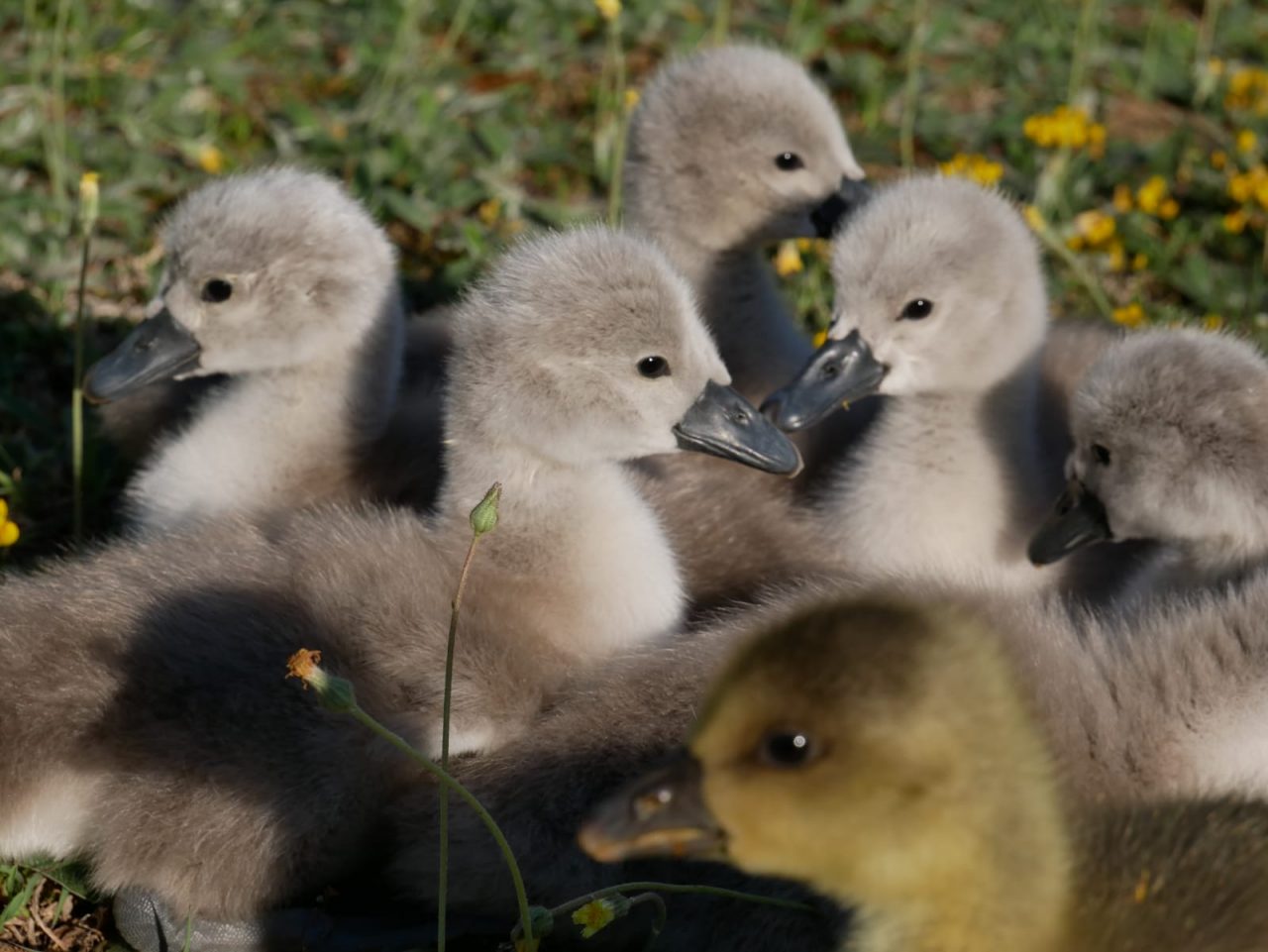 Sette nuovi cigni nati grazie al Centro di Recupero Fauna Selvatica della Provincia