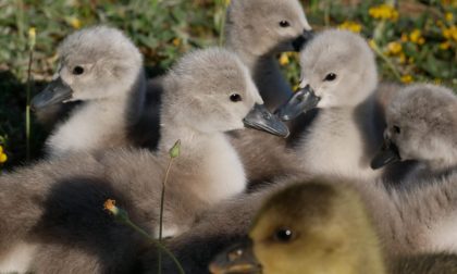 Sette nuovi cigni nati grazie al Centro di Recupero Fauna Selvatica della Provincia