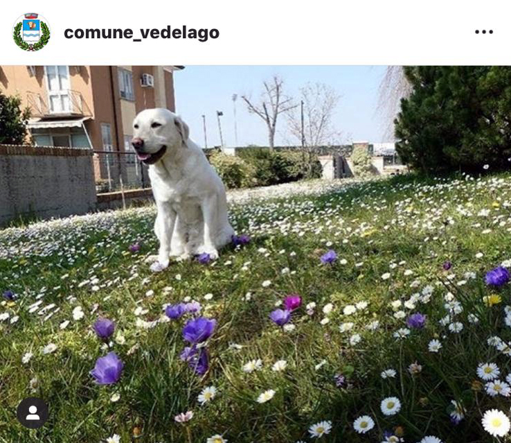 ScopriAMO Vedelago, ecco i premiati: vince Ermanno Simioni con la foto della labrador Nina
