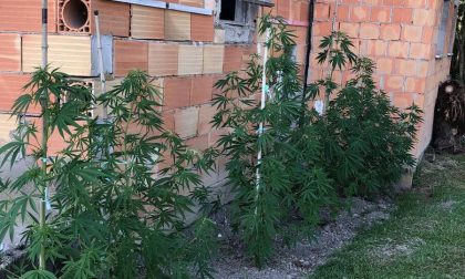 Piantagioni di marijuana "domestiche": arresto e denuncia dei Carabinieri di Castelfranco - FOTO