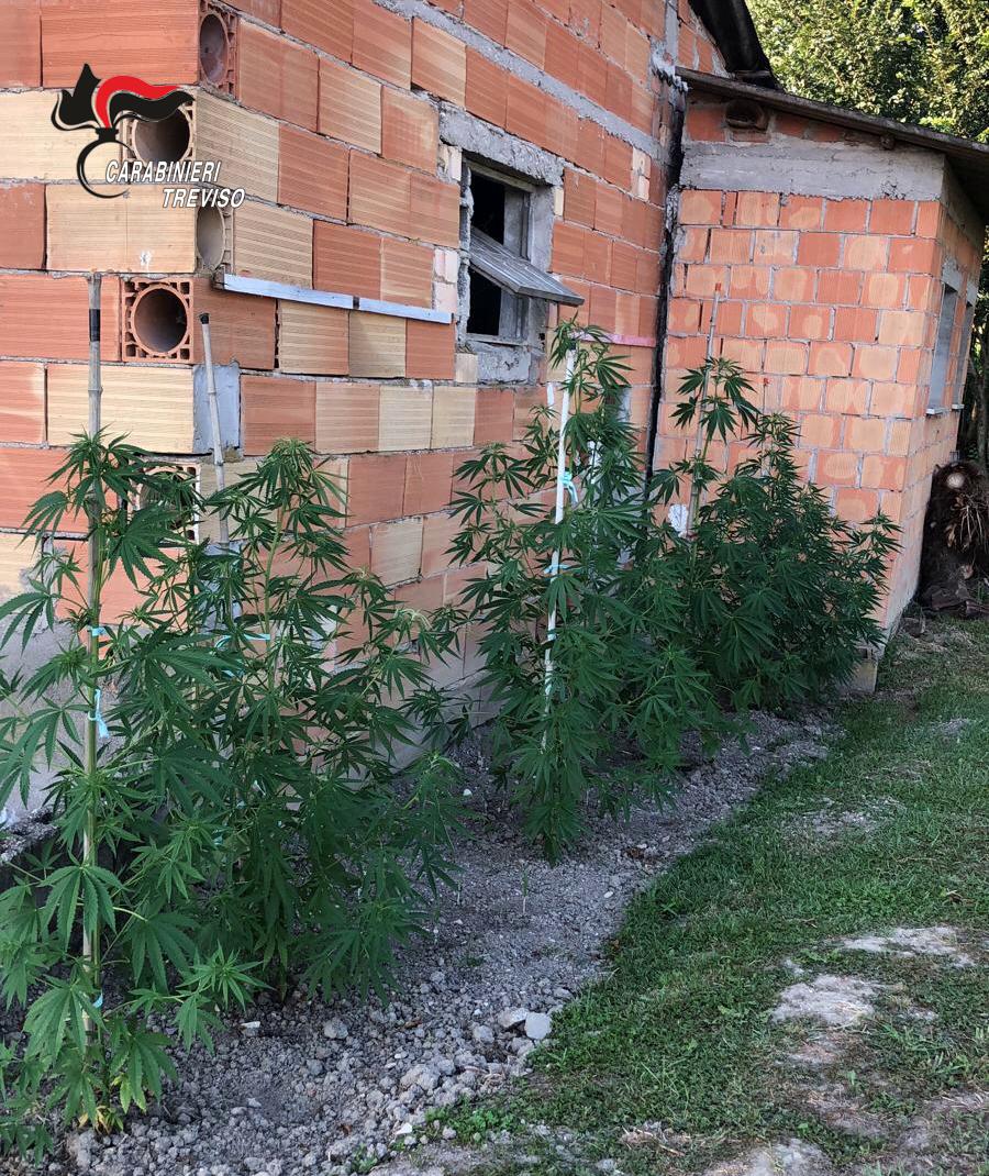 Piantagioni di marijuana “domestiche”: arresto e denuncia dei Carabinieri di Castelfranco – FOTO