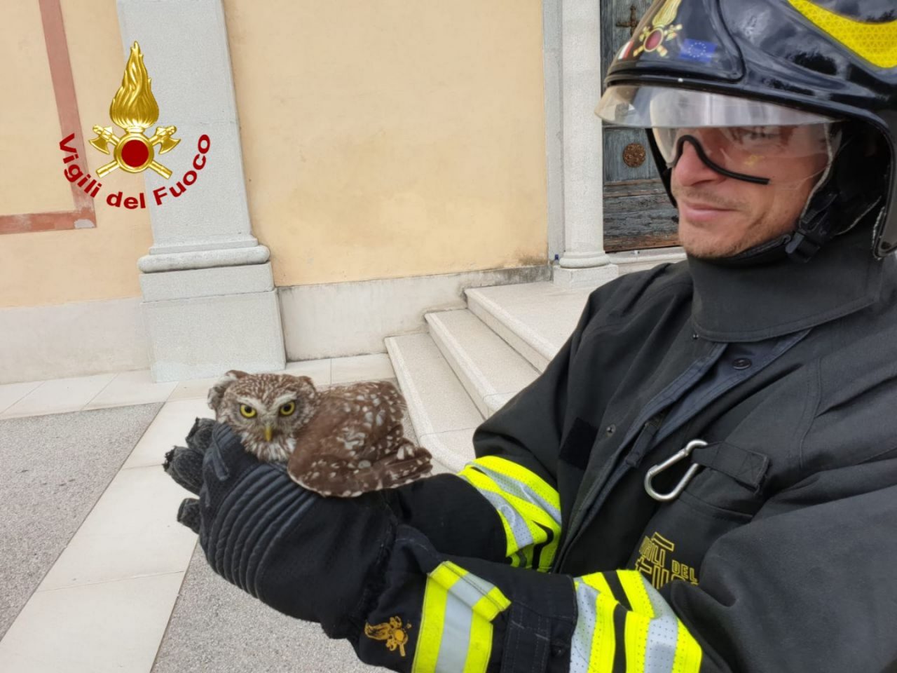 San Pietro di Feletto, gufo incastrato nel rosone della chiesa: liberato dai Vigili del fuoco – VIDEO