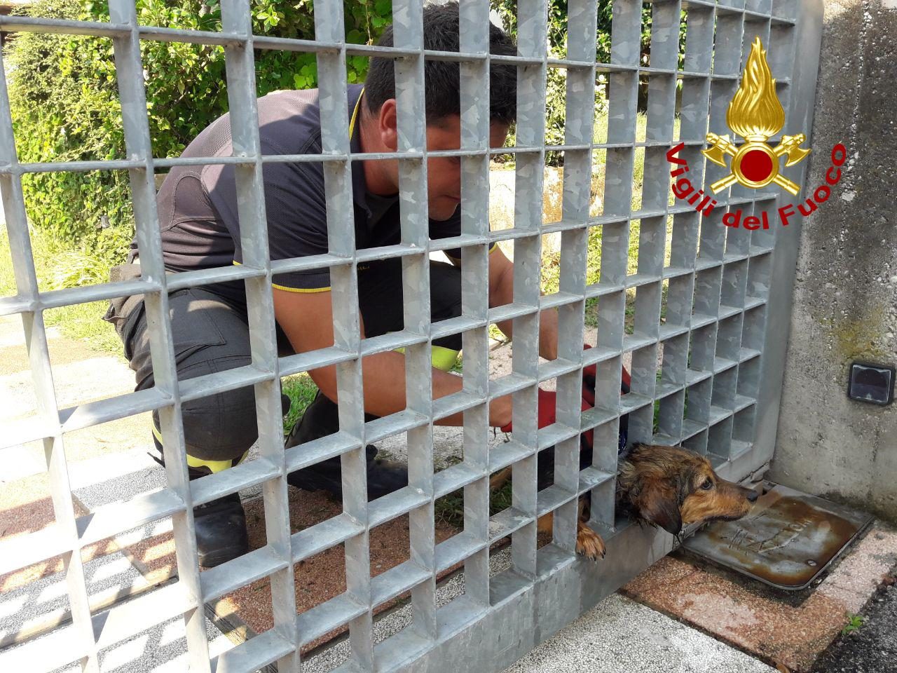 Castelfranco, cagnolino incastrato nel cancello, lo liberano i Vigili del fuoco
