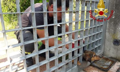 Castelfranco, cagnolino incastrato nel cancello, lo liberano i Vigili del fuoco