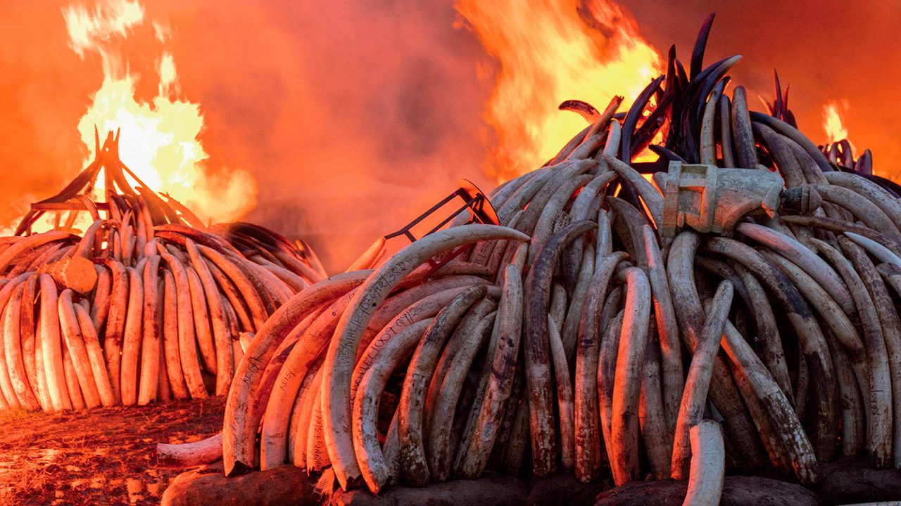 CombinAzioni fa tappa al Parco Manin con il film “Antropocene”