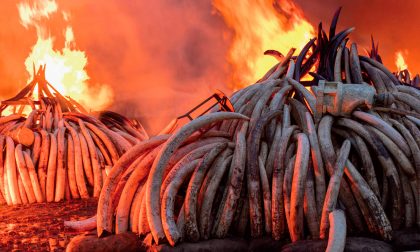 CombinAzioni fa tappa al Parco Manin con il film "Antropocene"