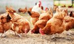 Ladri di polli a Fonte: tre pregiudicati denunciati