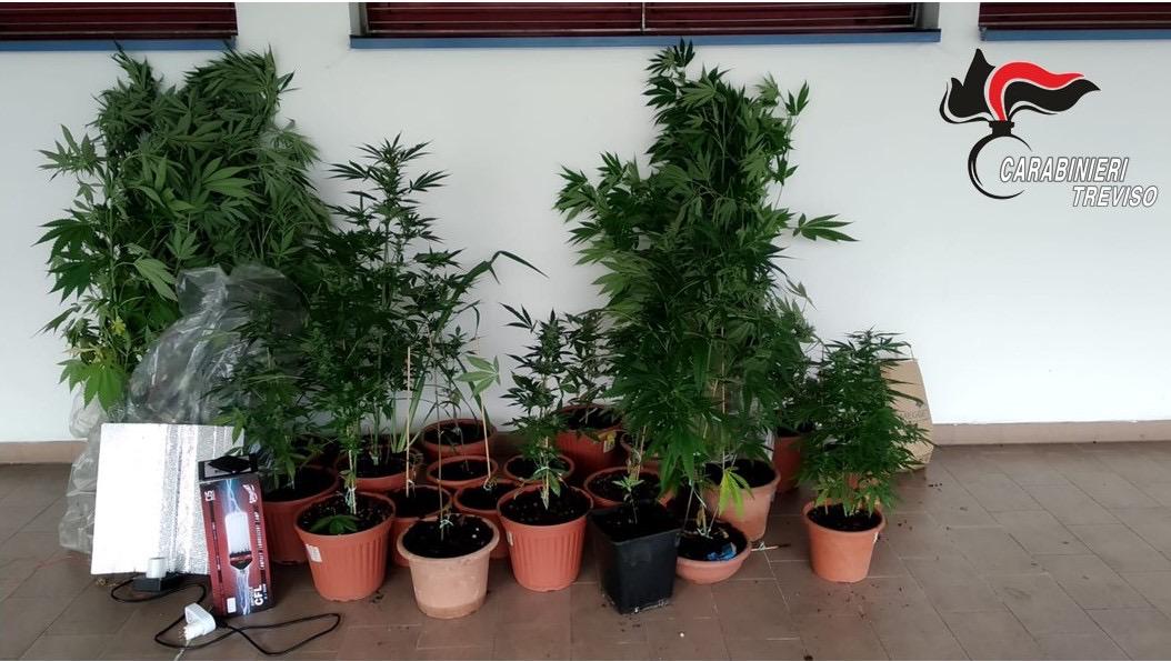 Era disoccupato e allora si dedicava alla coltivazione di marijuana: arrestato 56enne di Cappella Maggiore
