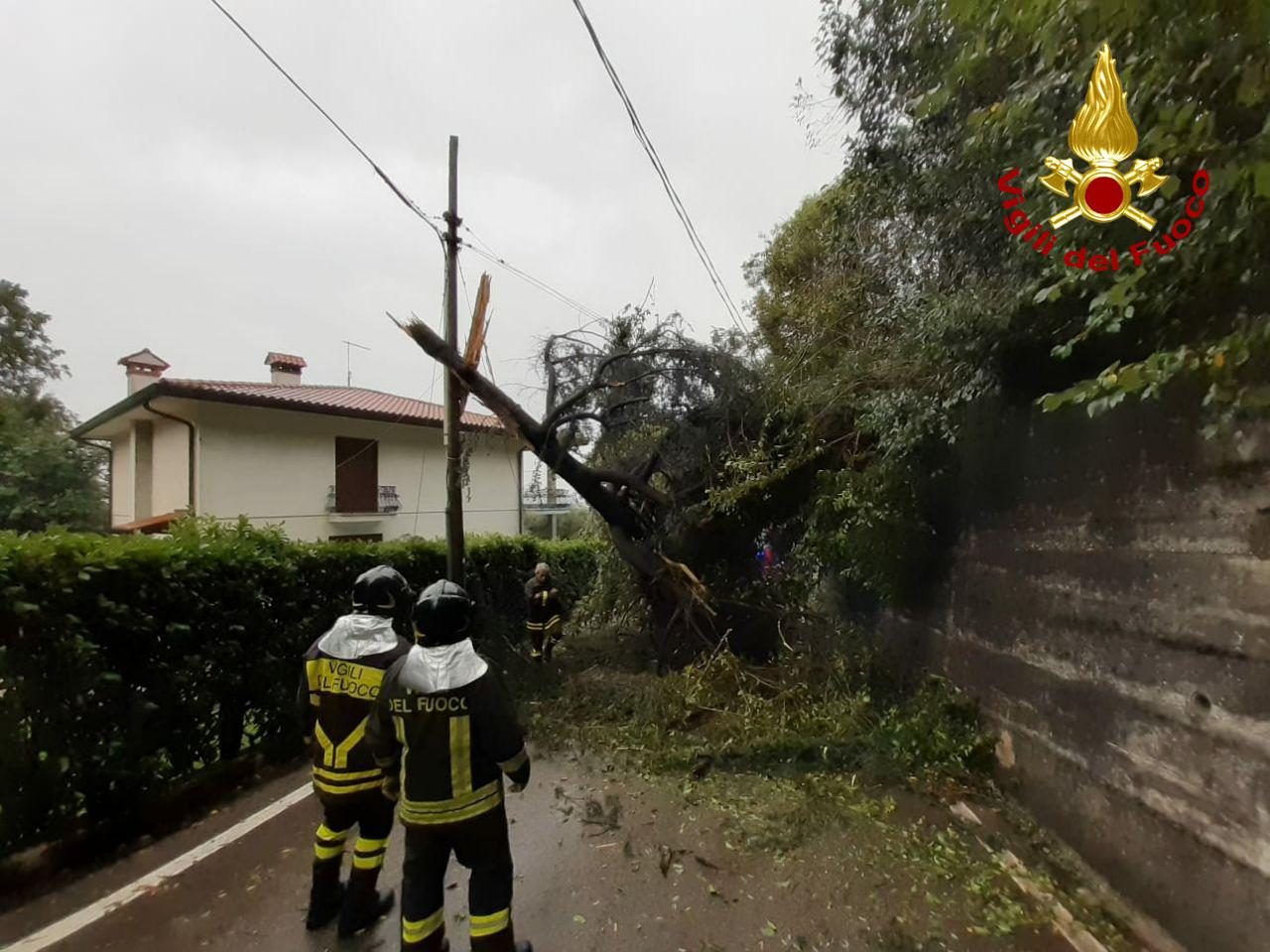 Piogge intense nella Marca, diversi interventi dei Vigili del fuoco per taglio e rimozione di alberi – FOTO