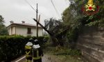 Piogge intense nella Marca, diversi interventi dei Vigili del fuoco per taglio e rimozione di alberi - FOTO