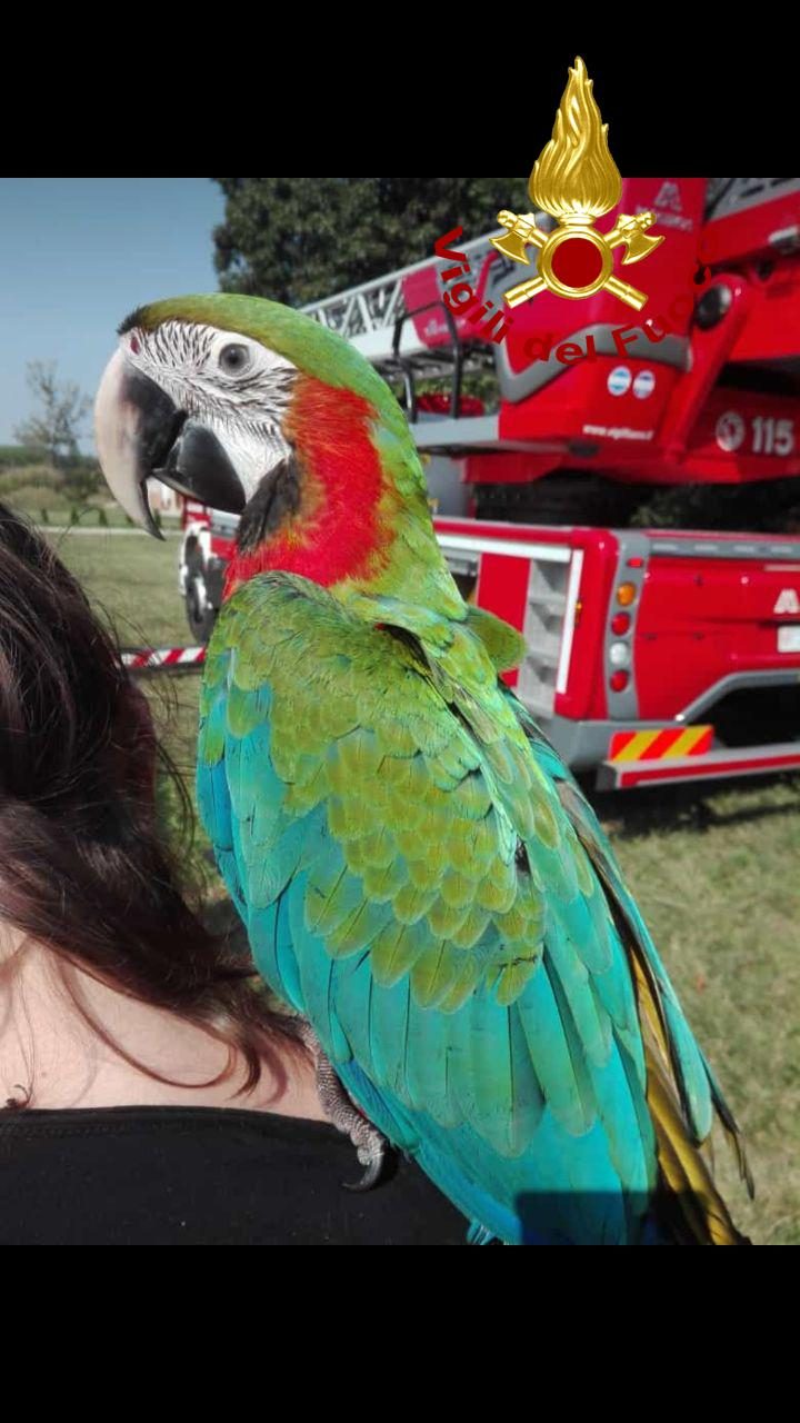Zero Branco, pappagallo in fuga sull’albero: recuperato dai Vigili del fuoco