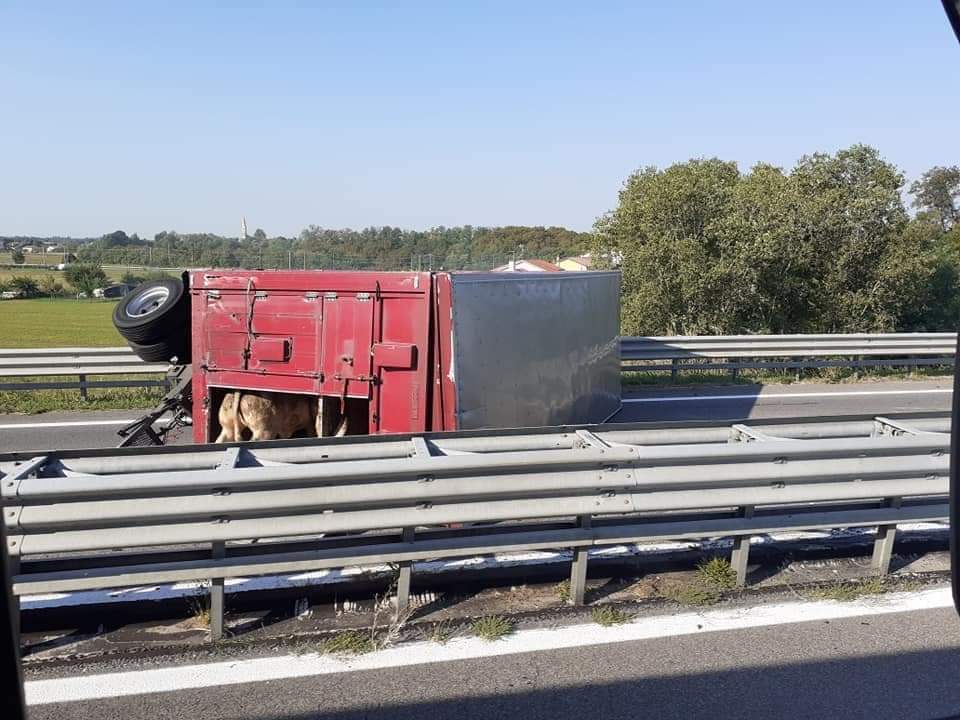 Camion con animali si ribalta sulla Statale: quattro bovini morti. Erano dell’azienda agricola di Gerolimetto