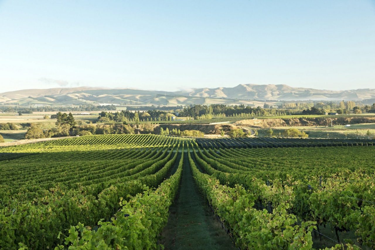 L’azienda trevigiana che insegna ai francesi come piantare le vigne