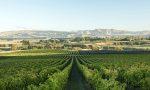 L'azienda trevigiana che insegna ai francesi come piantare le vigne