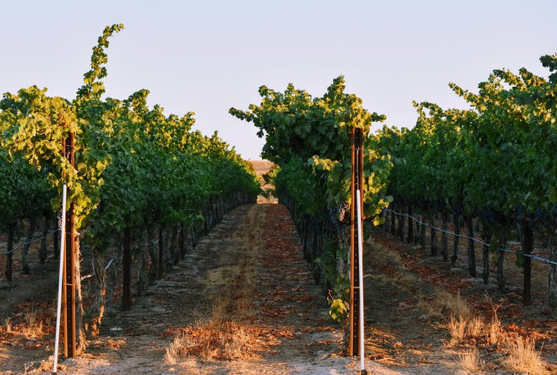 L'azienda trevigiana che insegna ai francesi come piantare le vigne