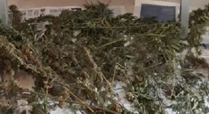 Valdobbiadene, denunciati due studenti 19enni con l'hobby della "maria": coltivavano 26 piante nel bosco