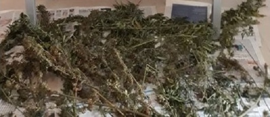 Valdobbiadene, denunciati due studenti 19enni con l’hobby della “maria”: coltivavano 26 piante nel bosco