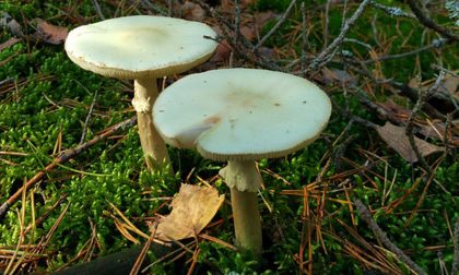 Mangia i funghi raccolti nell'aiuola, le devono trapiantare il fegato
