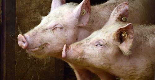 Suinicoltura: dare sostegno ad un settore di qualità del trevigiano