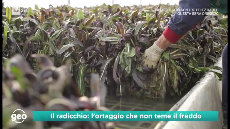 Geo&Geo, puntata dedicata al pregiato Radicchio Rosso di Treviso