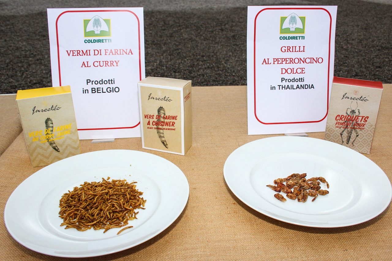 Insetti a tavola, Coldiretti Treviso perplessa: “Estranei alla nostra cultura”