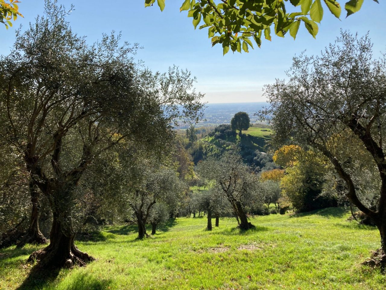 “Ramoscello d’Oro 2021”: protagonista l’Olio Extra Vergine del Veneto e non solo