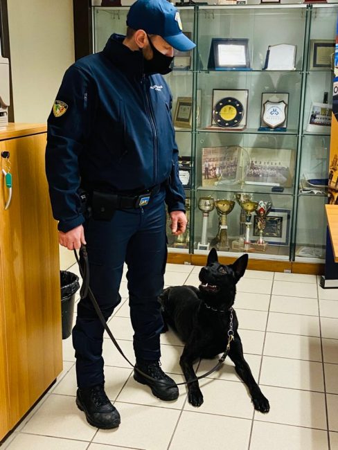 Ecco Luke, il nuovo cane antidroga della Polizia locale di Treviso
