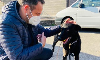 Ecco Luke, il nuovo cane antidroga della Polizia locale di Treviso