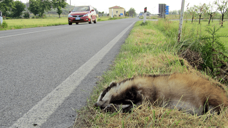Centro di Custodia della Fauna Selvatica, la Provincia: “Rimane attivo”