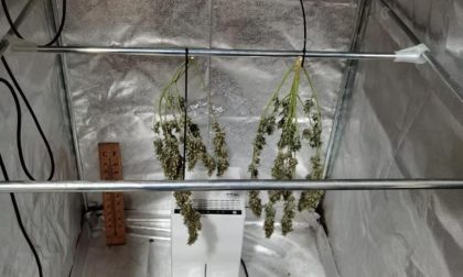 Box serra per la coltivazione della marijuana scoperto a Cessalto: 44enne nei guai