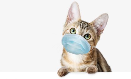 Primo caso di variante inglese su un gatto, contagiato dai propri padroni