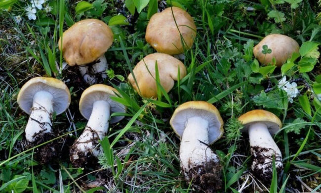 Fungaiolo trevigiano si perde nel bosco nel Bellunese, ritrovato dopo quattro ore