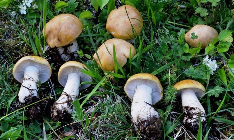 Fungaiolo trevigiano si perde nel bosco nel Bellunese, ritrovato dopo quattro ore