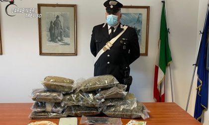 Giovani insospettabili, ma erano i "boss" dello spaccio di marijuana nel Solighese