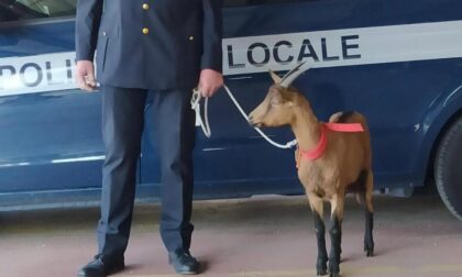 La capra campa... in cimitero a Canizzano. Polizia Locale alla ricerca del proprietario