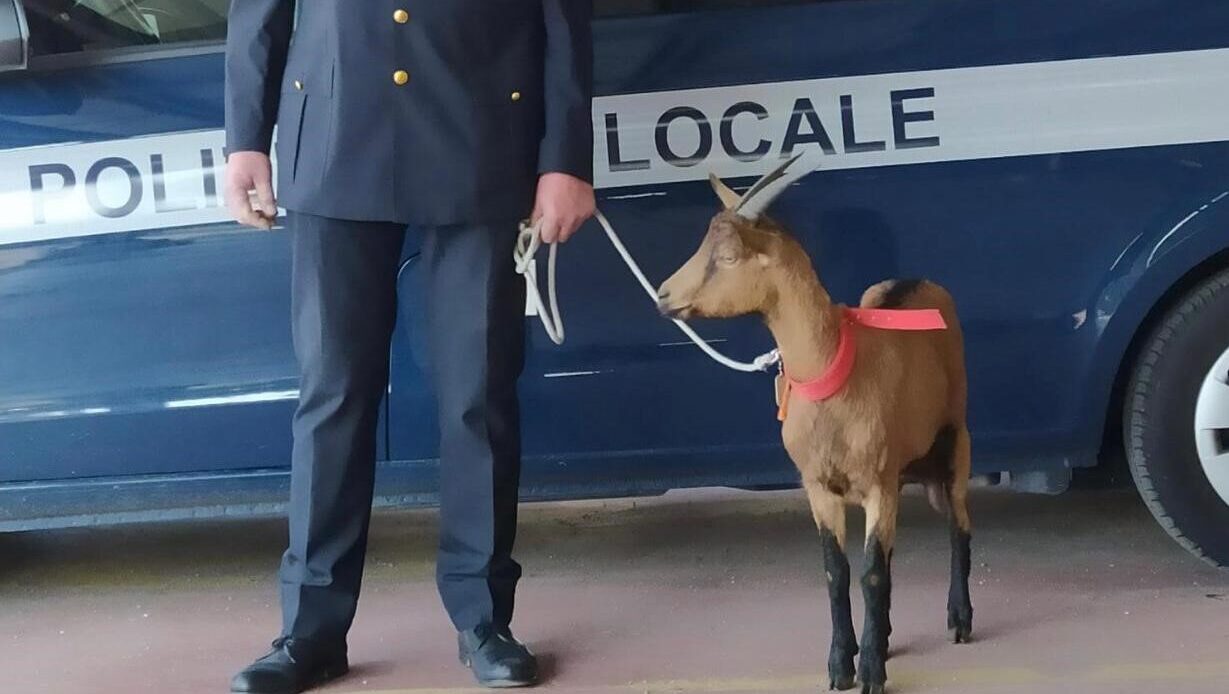 La capra campa… in cimitero a Canizzano. Polizia Locale alla ricerca del proprietario