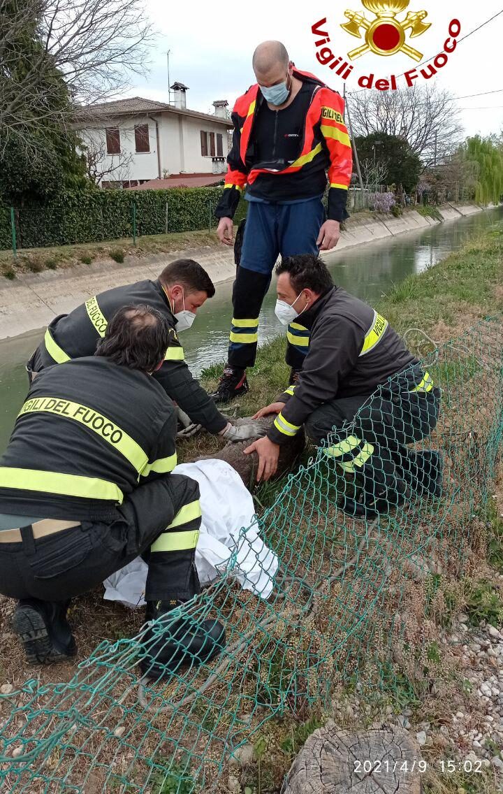 Piccolo capriolo incastrato rischia di affogare: salvato dai Vigili del fuoco