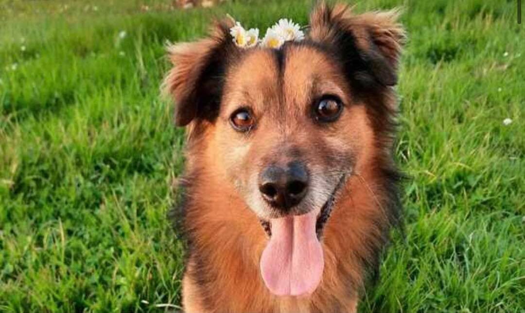 Ha appena perso il papà e ora gli hanno ucciso anche l’adorato cagnolino. Zaia: “Atto indegno”