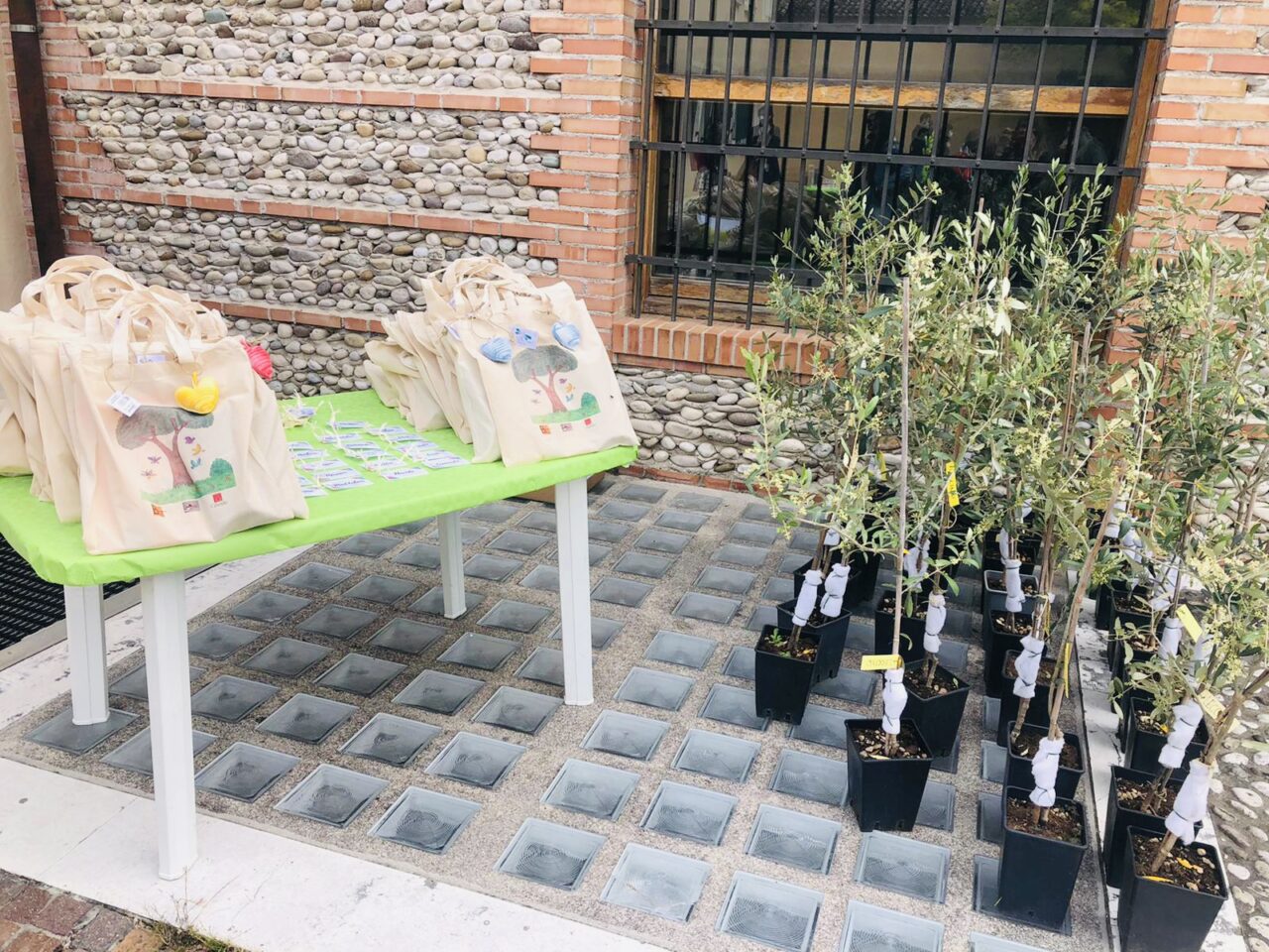 Una pianta d’olivo per ogni nuovo nato di Altivole