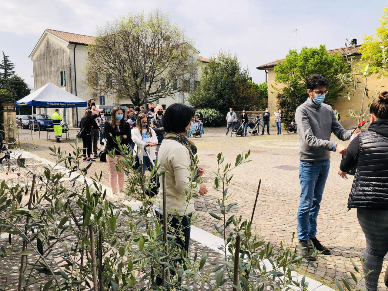 Una pianta d’olivo per ogni nuovo nato di Altivole