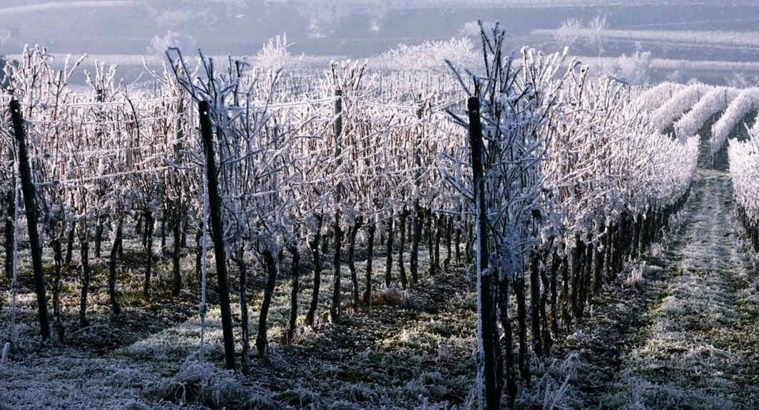Gelata di Pasqua, il Comune di Montebelluna in aiuto agli agricoltori