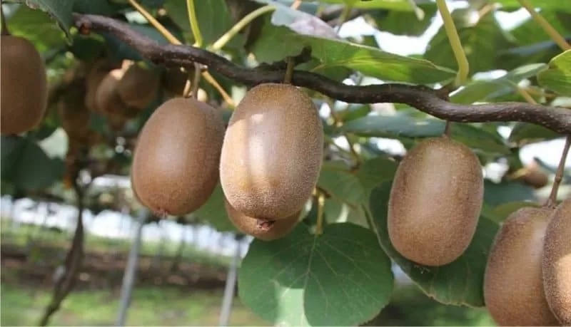 Coldiretti fa la conta dei danni del gelo alle coltivazioni nel trevigiano