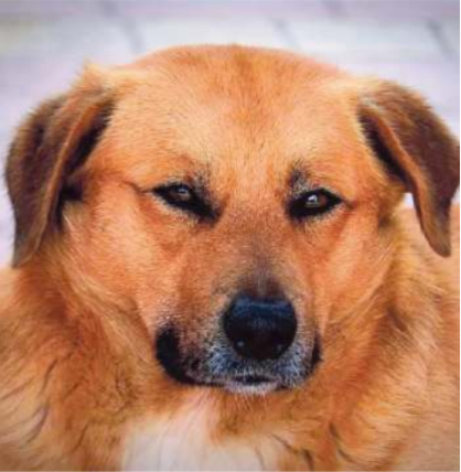 Jerry, l’Hachiko di Motta di Livenza commuove il web